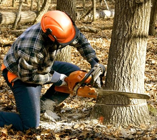 Tree Removal in Wesley, ME